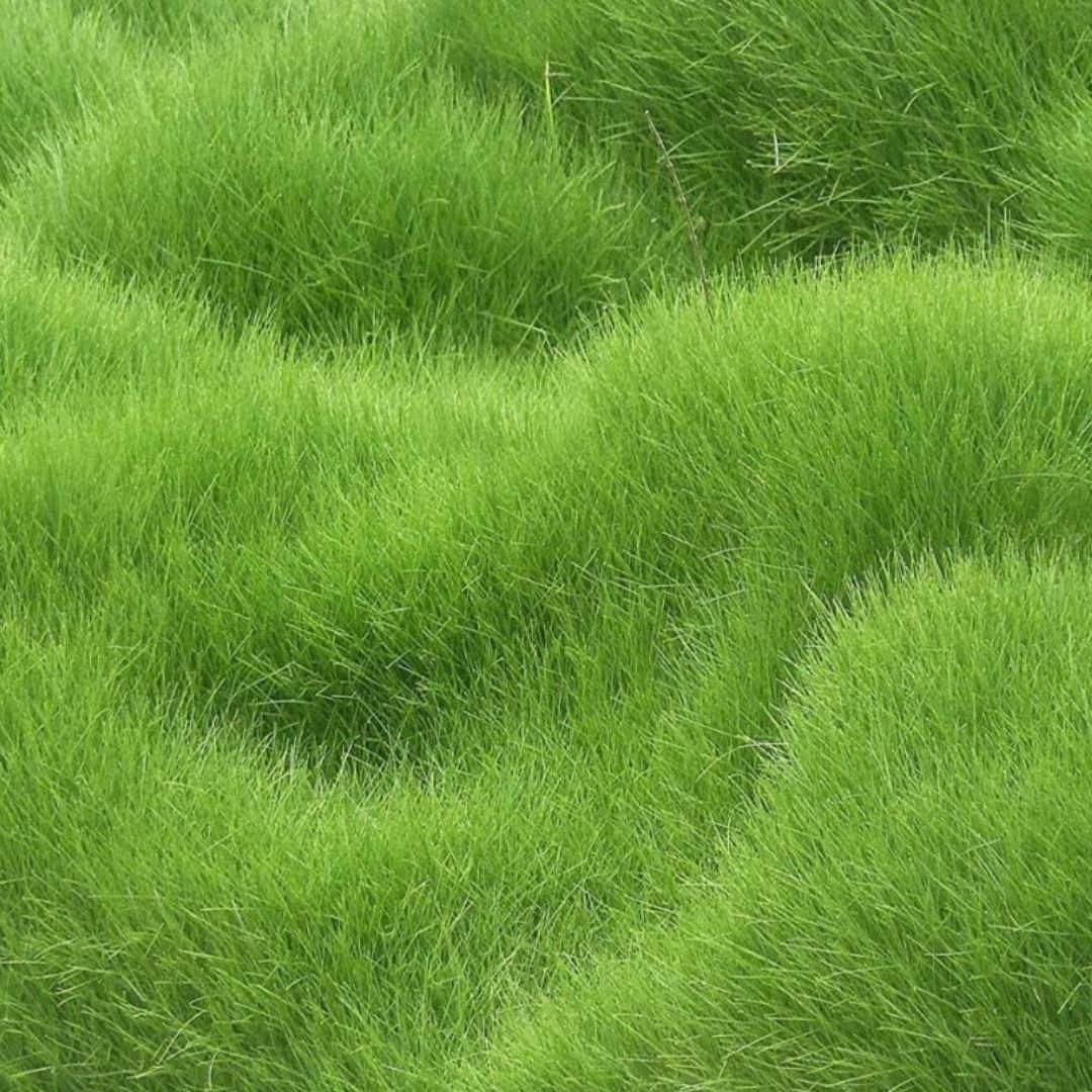 Grass Seeds Hybrid Best For Your Beautiful Home Gardening (Pack Of 100 seeds) (Pack of 2)